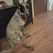 Tatum joined the competition — help win amazing prizes! dog, pet, sitting, spotted_coat, black_and_white, pointed_ears, long_tail, bandana, halloween, indoors, wooden_floor, home, furniture, cabinet, lamp, door, portrait, alert, looking_at_camera, animal