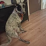 dog, pet, sitting, spotted_coat, black_and_white, pointed_ears, long_tail, bandana, halloween, indoors, wooden_floor, home, furniture, cabinet, lamp, door, portrait, alert, looking_at_camera, animal