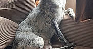 Tatum is registered to the contest to win money with this photo: dog, canine, pet, sitting, lounging, head_tilt, pointed_ears, scruffy_fur, white_fur, gray_fur, spotted_fur, long_tail, paws, sofa, couch, cushions, indoor, window, sunlight, portrait