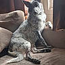 dog, canine, pet, sitting, lounging, head_tilt, pointed_ears, scruffy_fur, white_fur, gray_fur, spotted_fur, long_tail, paws, sofa, couch, cushions, indoor, window, sunlight, portrait
