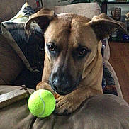 Gino is registered to the contest to win money with this photo: animal, brown_dog, canine, close_up, companion, couch, cute, dog, domestic, ears, face, furniture, indoor, living_room, pet, pillow, relaxed, tennis_ball, toy, wooden_floor