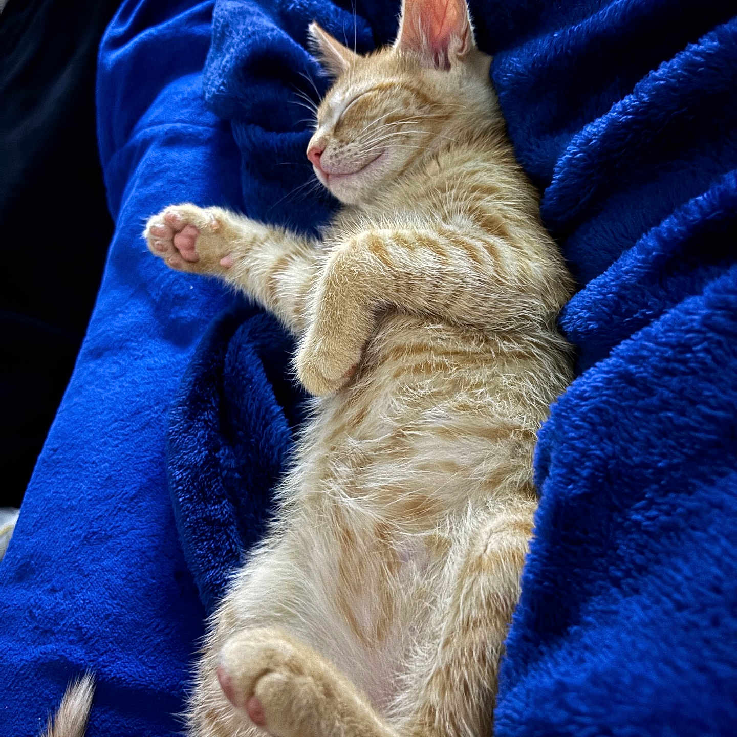 Simba joined the competition — help win amazing prizes! abyssinian, animal, blanket, cat, couch, furniture, kitten, manx, person, pet, quilt, sleeping, towel