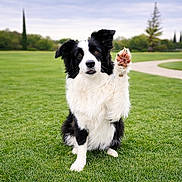 Winifred joined the competition — help win amazing prizes! dog, border_collie, black_and_white, paw, grass, park, outdoor, pet, animal, sitting, cute, friendly, nature, greenery, canine, raising_paw, fur, mammal, alert, daytime