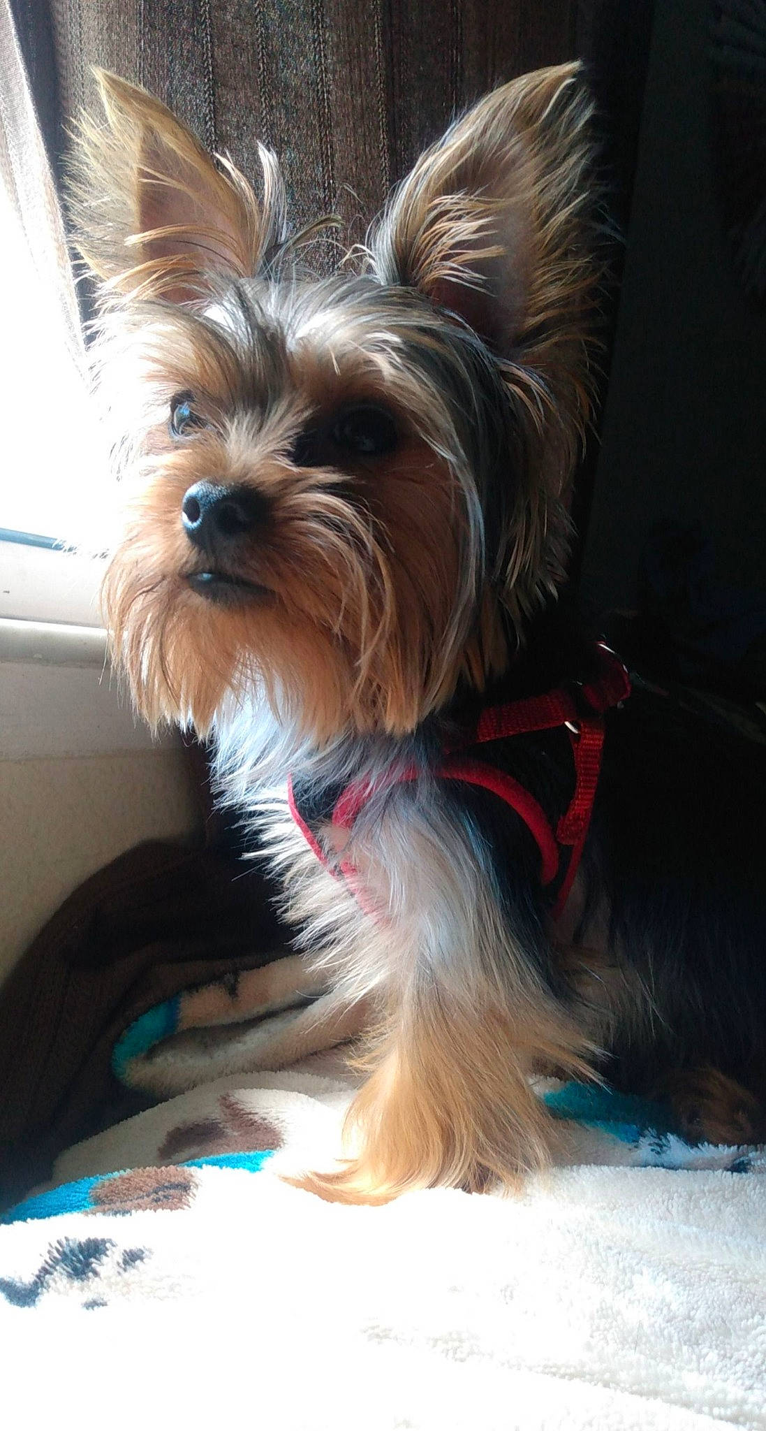 Snickers joined the competition — help win amazing prizes! biewer_terrier, canidae, carnivore, collar, companion_dog, dog, dog_breed, dog_collar, dog_supply, fashion_accessory, fawn, fur, holiday, liver, small_terrier, snout, sporting_group, terrestrial_animal, toy_dog, working_animal