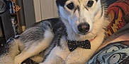 Sky joined the competition — help win amazing prizes! dog, husky, bow_tie, pet, indoor, blanket, pillow, black_and_white, canine, animal, resting, furniture, door, bookshelf, decor, looking_at_camera, cute, calm, laying_down, cozy