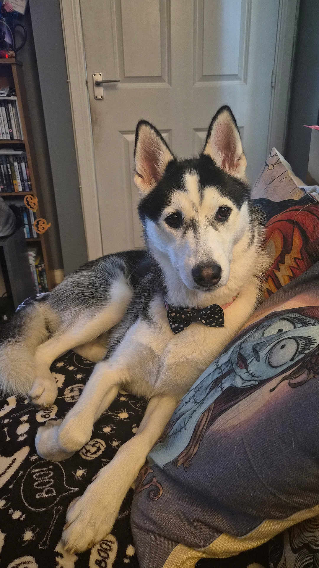 Sky joined the competition — help win amazing prizes! dog, husky, bow_tie, pet, indoor, blanket, pillow, black_and_white, canine, animal, resting, furniture, door, bookshelf, decor, looking_at_camera, cute, calm, laying_down, cozy