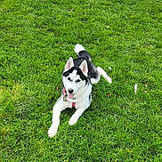 Sky joined the competition — help win amazing prizes! dog, siberian_husky, grass, outdoor, pet, animal, canine, lying_down, pink_harness, tongue_out, playful, greenery, nature, fur, ears, tail, daylight, summer, happy, mammal
