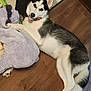 Sky joined the competition — help win amazing prizes! dog, husky, pet, indoor, floor, plush_toy, shark_toy, smiling, lying_down, wooden_floor, fur, black_and_white, ears, tail, tongue_out, cute, playful, collar, animal, companion