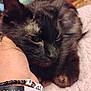 animal, black_cat, blanket, bracelets, cat, close_up, companion, cozy, cute, domestic, feline, fur, hand, indoor, pet, portrait, relaxed, resting, soft_focus, whiskers