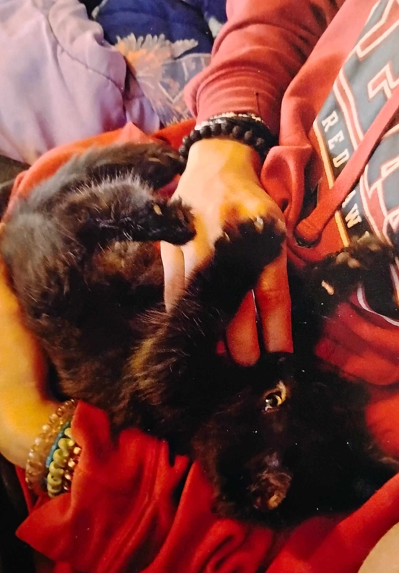 Boo is registered to the contest to win money with this photo: animal, black_cat, bracelets, claws, close_up, comfort, cuddling, cute, fingers, furry, hand, human, indoor, kitten, pet, playing, red_hoodie, relaxed, soft_fur, warm_colors