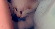 Tiny Marie is registered to the contest to win money with this photo: kitten, sleeping, blanket, closeup, cute, feline, soft, cozy, pet, animal, whiskers, fur, indoor, resting, comfort, snuggled, peaceful, small, young, adorable