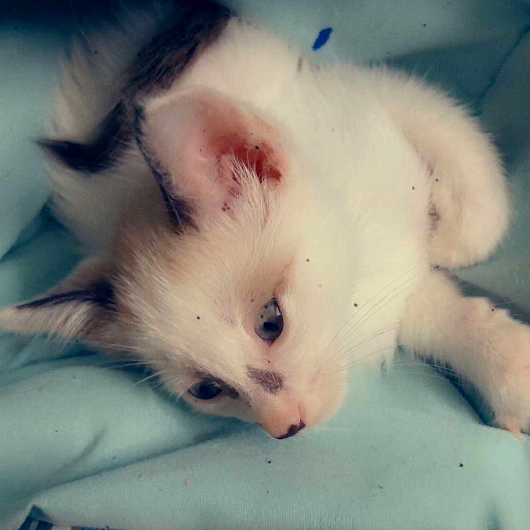 Tiny Marie joined the competition — help win amazing prizes! kitten, cat, animal, pet, fur, white_fur, brown_fur, blanket, blue_blanket, soft, cute, sleepy, resting, indoors, cozy, closeup, young_cat, whiskers, ears, face
