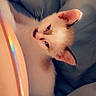 Tiny Marie is registered to the contest to win money with this photo: kitten, cat, blue_eyes, sleepy, cozy, blanket, soft_light, fur, whiskers, pet, cute, small, indoor, resting, animal, young, close_up, pink_ear, relaxed, domestic_cat