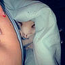 Tiny Marie is registered to the contest to win money with this photo: cat, sleeping, blanket, arm, nail_polish, cozy, indoor, pet, resting, human, skin, cute, snuggle, comfort, blue, text_overlay, love, heart, night, relaxation