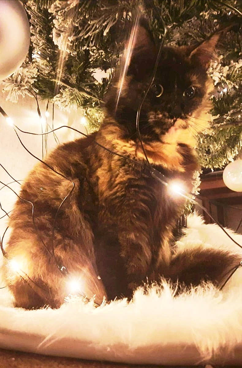 Mae joined the competition — help win amazing prizes! black_cat, carnivore, cat, conifer, darkness, domestic_short_haired_cat, event, felidae, fur, grass, holiday, monochrome, monochrome_photography, small_to_medium_sized_cats, snout, tail, tints_and_shades, tree, whiskers, window