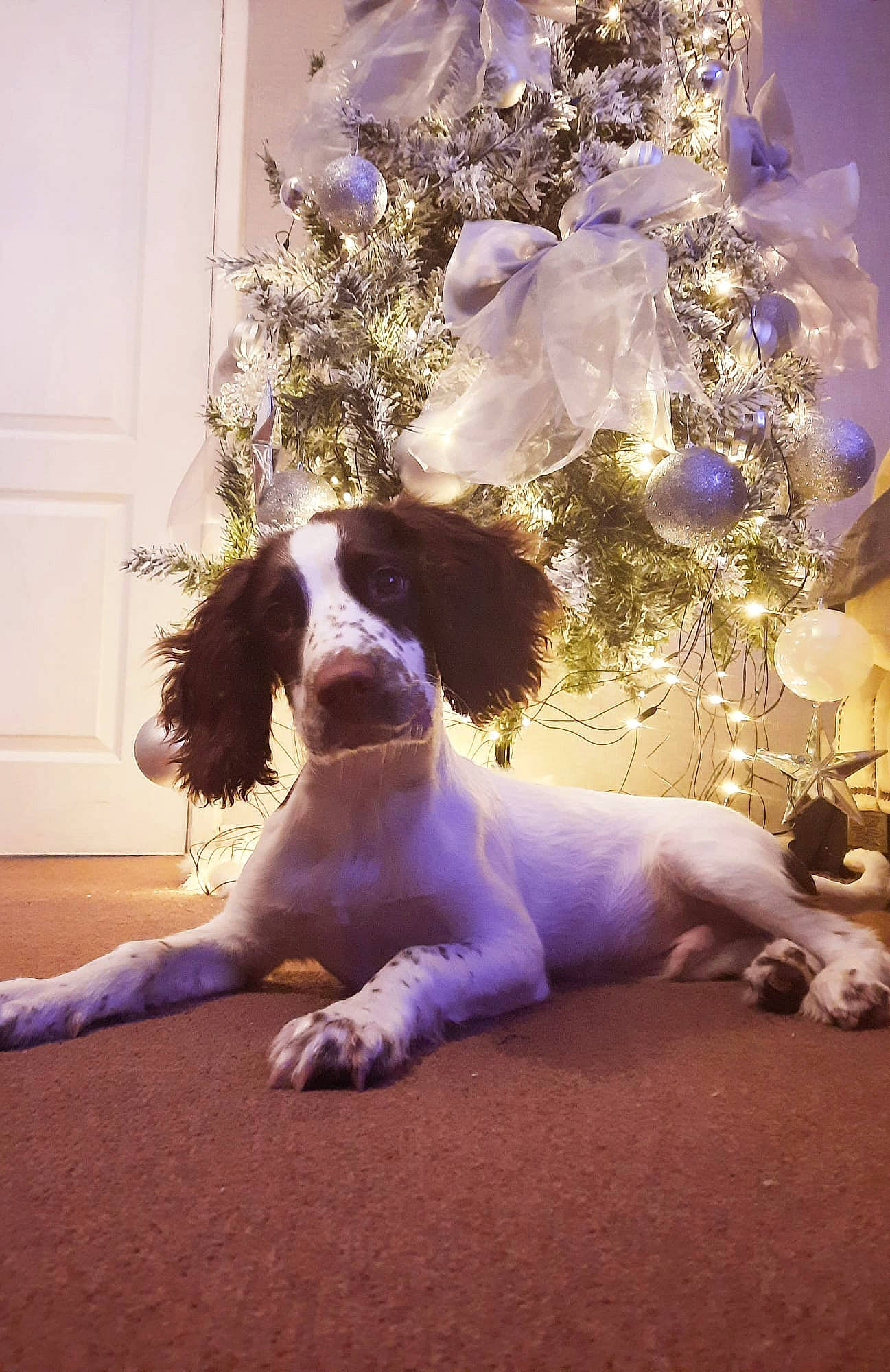 Ozzie joined the competition — help win amazing prizes! carnivore, christmas_decoration, christmas_ornament, christmas_tree, companion_dog, conifer, dog, dog_breed, event, fawn, fur, happy, holiday, holiday_ornament, ornament, plant, sporting_group, tail, toy_dog, tree