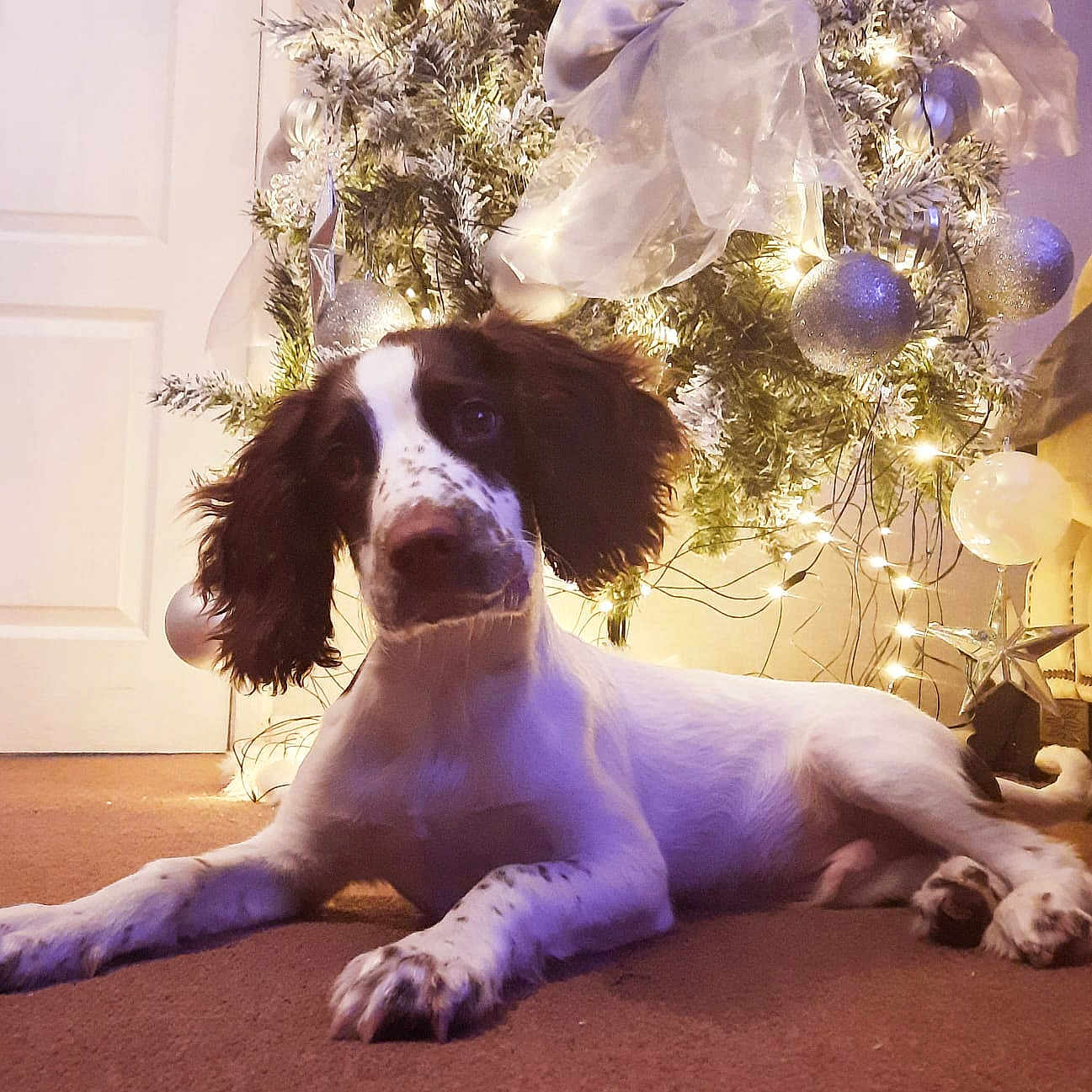 Ozzie