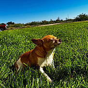 Chepes joined the competition — help win amazing prizes! dog, grass, sunlight, outdoor, pet, small_dog, brown, white, field, nature, sky, vehicle, tree, sunny, relaxing, peaceful, animal, mammal, daytime, canine