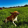 dog, grass, sunlight, outdoor, pet, small_dog, brown, white, field, nature, sky, vehicle, tree, sunny, relaxing, peaceful, animal, mammal, daytime, canine