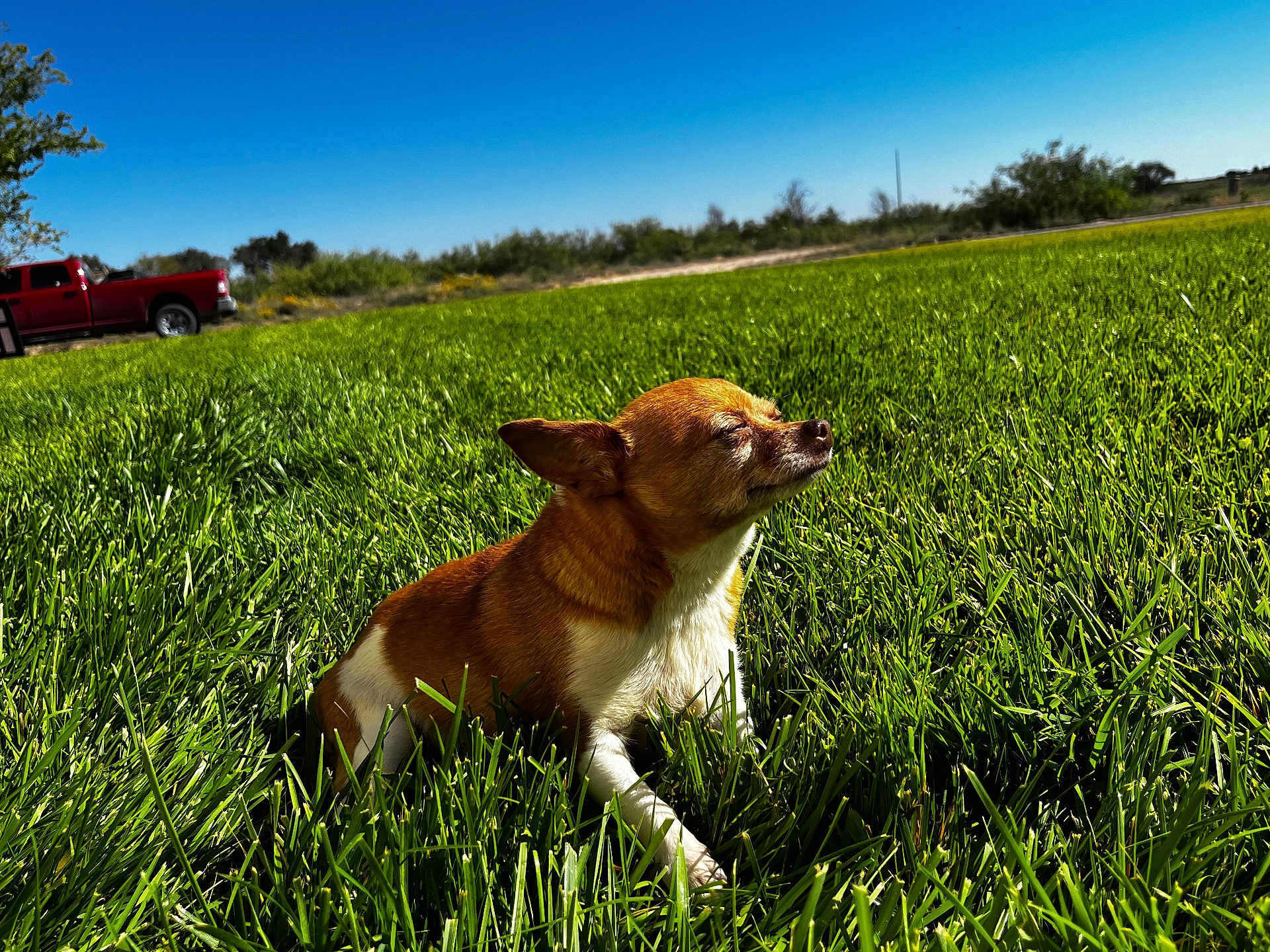 Chepes joined the competition — help win amazing prizes! dog, grass, sunlight, outdoor, pet, small_dog, brown, white, field, nature, sky, vehicle, tree, sunny, relaxing, peaceful, animal, mammal, daytime, canine