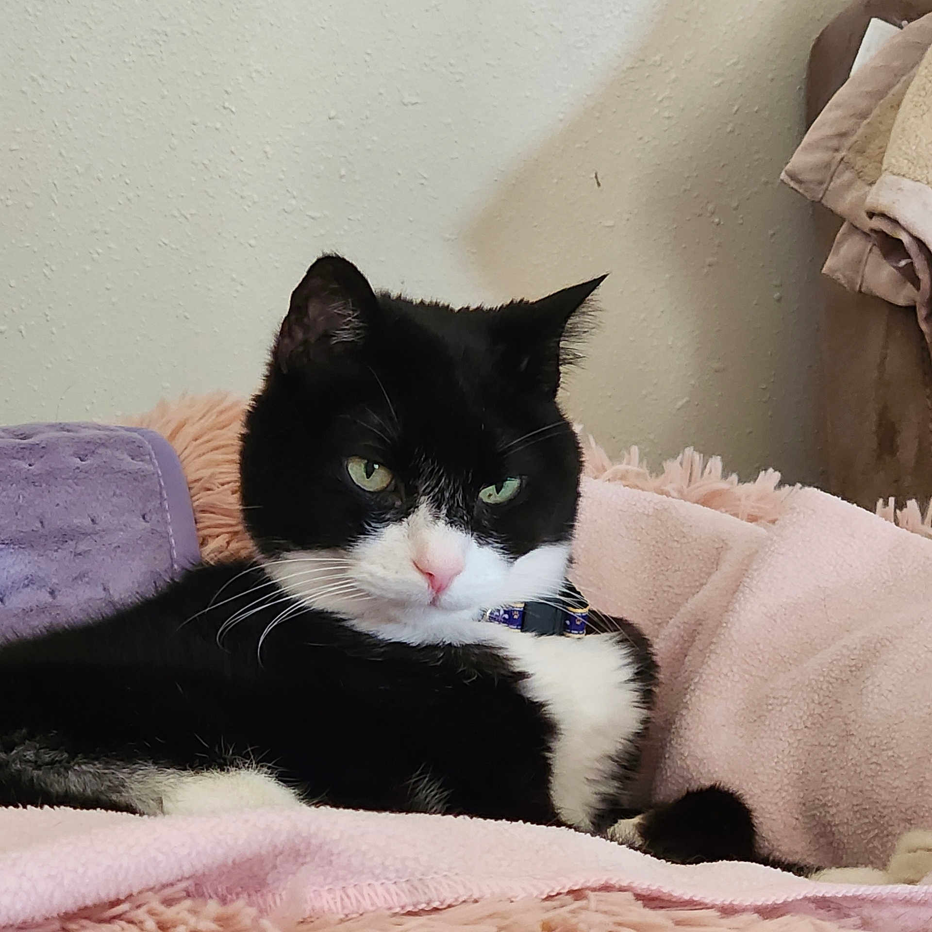 Divafay is registered to the contest to win money with this photo: abyssinian, animal, bed, bedroom, blackcat, blanket, cat, chair, couch, cushion, furniture, homedecor, indoors, kitten, linen, manx, person, pet, quilt, room