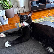 Zoro joined the competition — help win amazing prizes! black_and_white_cat, cat, couch, cozy, curious, domestic_animal, entertainment_center, furniture, home_decor, indoor, living_room, paw, pet, plant, relaxed, rug, television, tongue_out, whiskers, wooden_floor