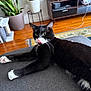 black_and_white_cat, cat, couch, cozy, curious, domestic_animal, entertainment_center, furniture, home_decor, indoor, living_room, paw, pet, plant, relaxed, rug, television, tongue_out, whiskers, wooden_floor