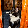Zoro is registered to the contest to win money with this photo: animal, black_and_white, carpet, cat, chair_legs, close_up, curious, cute, domestic_cat, feline, home, indoor, paws, pet, relaxed, resting, side_view, tuxedo_cat, whiskers, wooden_furniture