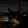 Zoro is registered to the contest to win money with this photo: animal, balcony, blanket, cat, city_lights, closeup, cozy, curious, dark, ears, eyes, face, feline, indoors, night, pet, tuxedo_cat, urban, whiskers, window