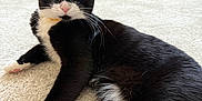 Zoro is registered to the contest to win money with this photo: animal, black_and_white, carpet, cat, close_up, couch, curious, domestic_cat, floor, fur, furniture, green_eyes, home, indoor, lying_down, mammal, paws, pet, relaxed, whiskers