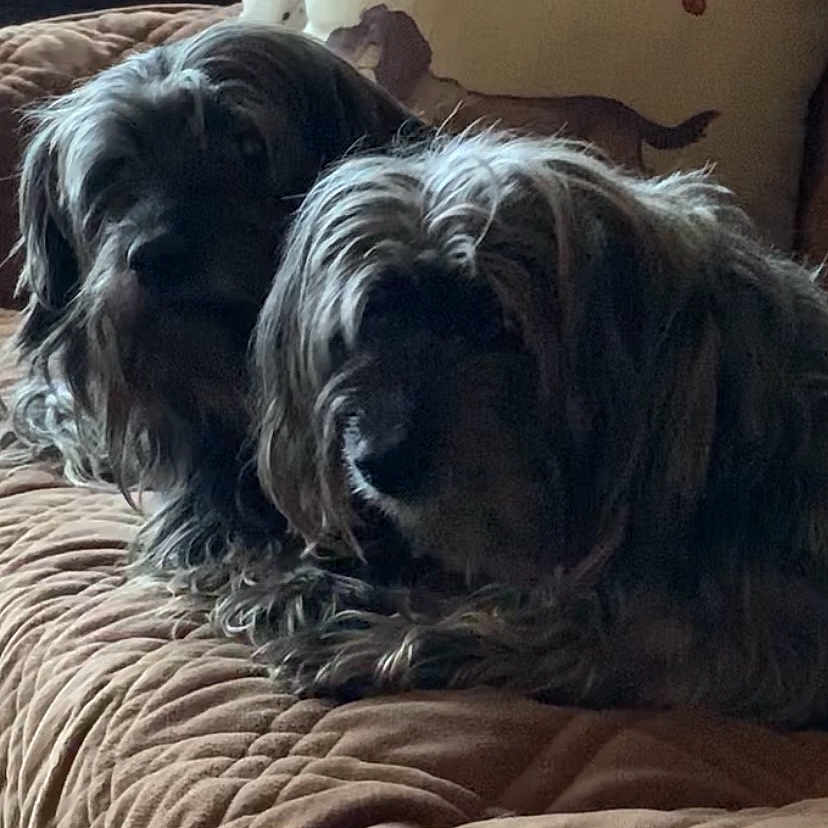 Scrappy And Scooter joined the competition — help win amazing prizes! animal, brown, companion, couch, cozy, cute, dog, dogs, domestic, furry, home, illustration, indoor, pet, pillow, quilted_blanket, relaxed, resting, shaggy_coat, two_animals