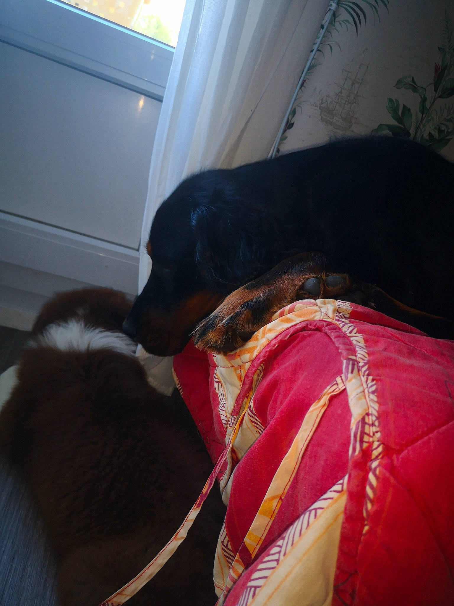 Prince participe au concours pour gagner de l'argent avec cette photo : canidae, carmine, carnivore, collar, comfort, companion_dog, curtain, dog, dog_breed, door, formal_wear, fur, guard_dog, magenta, montenegrin_mountain_hound, snout, sporting_group, tints_and_shades, working_animal, working_dog