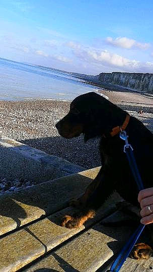 Prince a rejoint le concours — aidez-le/la à gagner de superbes lots ! azure, beach, blue, carnivore, cloud, collar, companion_dog, dog, dog_breed, dog_collar, electric_blue, fawn, horizon, lake, landscape, personal_protective_equipment, sky, travel, water, wood