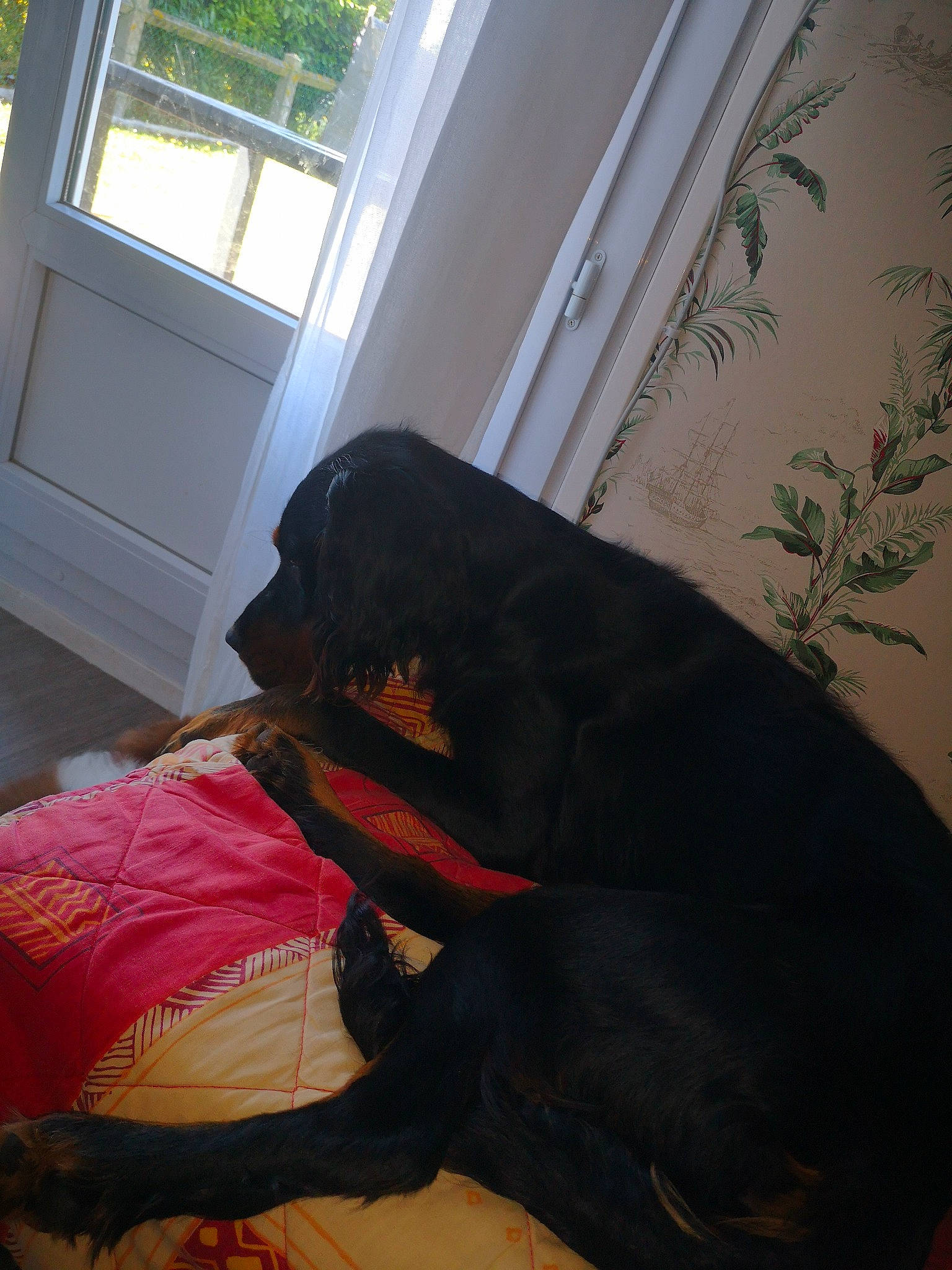 Prince a rejoint le concours — aidez-le/la à gagner de superbes lots ! canidae, carnivore, comfort, companion_dog, dog, dog_breed, fawn, flooring, guard_dog, hardwood, plant, room, rottweiler, sitting, sporting_group, tail, terrestrial_animal, tints_and_shades, wood, working_animal