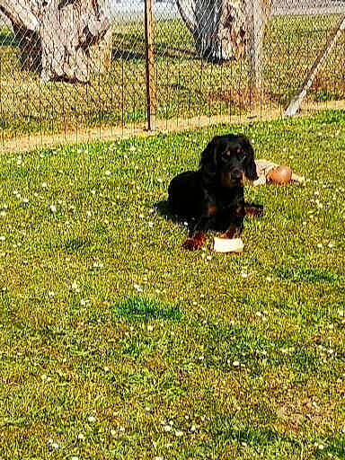 Prince a rejoint le concours — aidez-le/la à gagner de superbes lots ! canidae, carnivore, companion_dog, dog, dog_breed, fence, grass, grassland, groundcover, home_fencing, hunting_dog, mesh, pasture, plant, sporting_group, wire_fencing, working_dog, yard