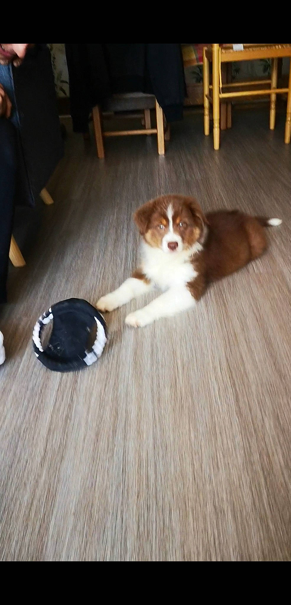 Kelly participe au concours pour gagner de l'argent avec cette photo : carnivore, cavalier_king_charles_spaniel, chair, companion_dog, dog, dog_breed, fawn, floor, flooring, fur, hardwood, king_charles_spaniel, liver, snout, spaniel, sporting_group, tail, toy_dog, whiskers, wood