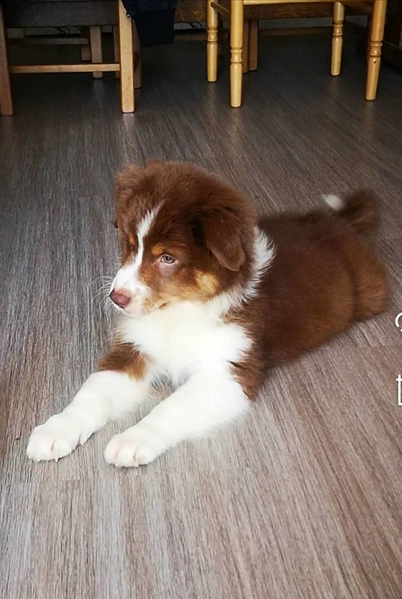 Kelly participe au concours pour gagner de l'argent avec cette photo : australian_collie, australian_shepherd, canidae, carnivore, companion_dog, dog, dog_breed, door, fawn, floor, flooring, fur, hardwood, herding_dog, liver, snout, sporting_group, whiskers, wood, wood_stain