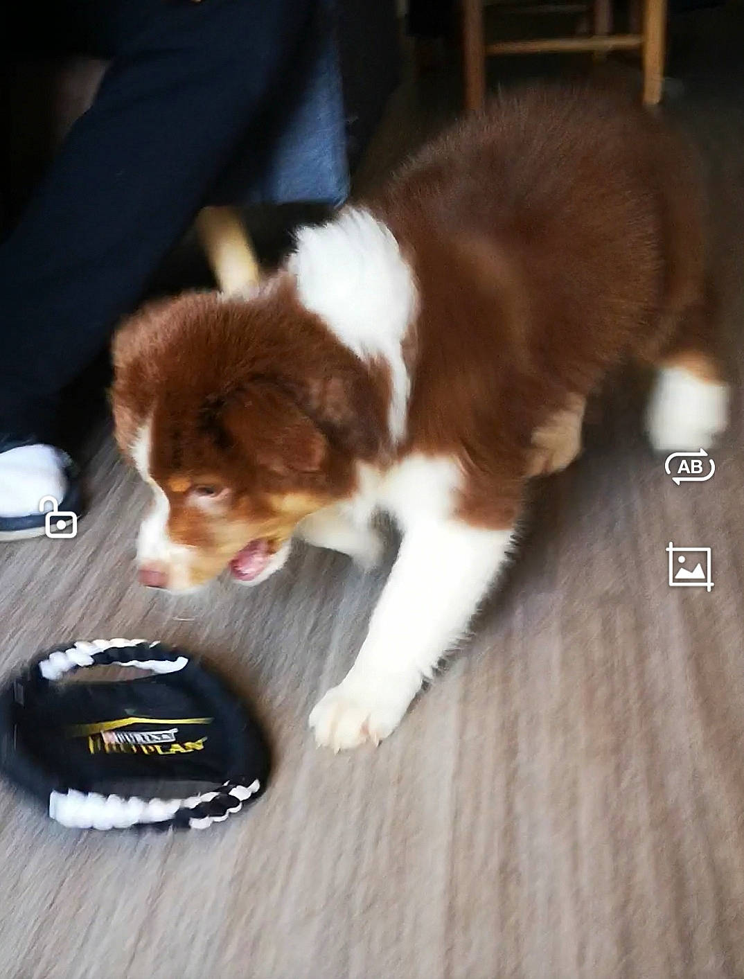 Kelly participe au concours pour gagner de l'argent avec cette photo : ball, carnivore, cavalier_king_charles_spaniel, companion_dog, dog, dog_breed, flooring, fur, hardwood, herding_dog, liver, paw, small_to_medium_sized_cats, sporting_group, tail, toy_dog, whiskers, wood, wood_flooring, wood_stain