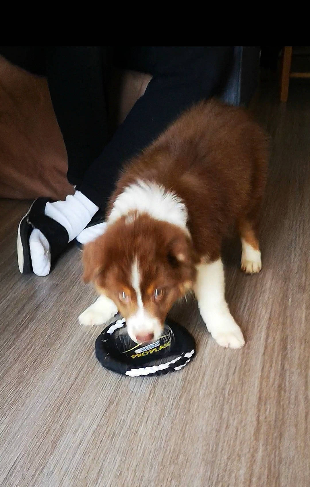 Kelly a rejoint le concours — aidez-le/la à gagner de superbes lots ! brown, canidae, carnivore, comfort, companion_dog, dog, dog_breed, fawn, felidae, flooring, fur, hardwood, liver, pet_supply, small_to_medium_sized_cats, snout, sporting_group, whiskers, wood, wood_stain