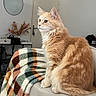 Ragnar a rejoint le concours — aidez-le/la à gagner de superbes lots ! blanket, cat, couch, ears, feline, fluffy, ginger_cat, home_decor, indoor, living_room, longhaired, natural_light, orange_fur, pet, plaid, portrait, sitting, sofa, tail, whiskers