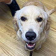 Aria joined the competition — help win amazing prizes! dog, golden_retriever, smiling, indoor, floor, wooden_floor, pet, leash, closeup, canine, animal, companion, friendly, brown, fur, tongue, person, footwear, sneaker, sock