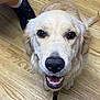 dog, golden_retriever, smiling, indoor, floor, wooden_floor, pet, leash, closeup, canine, animal, companion, friendly, brown, fur, tongue, person, footwear, sneaker, sock