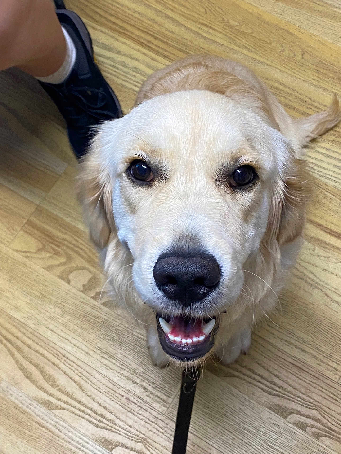 Aria joined the competition — help win amazing prizes! dog, golden_retriever, smiling, indoor, floor, wooden_floor, pet, leash, closeup, canine, animal, companion, friendly, brown, fur, tongue, person, footwear, sneaker, sock