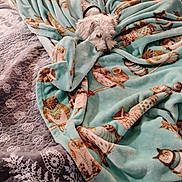 Oliver Twist joined the competition — help win amazing prizes! dog, blanket, bed, quilt, patterned_blanket, white_dog, cozy, indoor, pet, fur, animal, snug, resting, sleepy, cute, comfort, fabric, soft, decor, relax