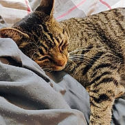 Elsa is registered to the contest to win money with this photo: cat, tabby, sleeping, resting, bed, blanket, striped, fur, whiskers, closeup, domestic_cat, pet, cozy, indoor, relaxation, animal, mammal, cute, peaceful, comfortable