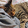 cat, tabby, sleeping, resting, bed, blanket, striped, fur, whiskers, closeup, domestic_cat, pet, cozy, indoor, relaxation, animal, mammal, cute, peaceful, comfortable