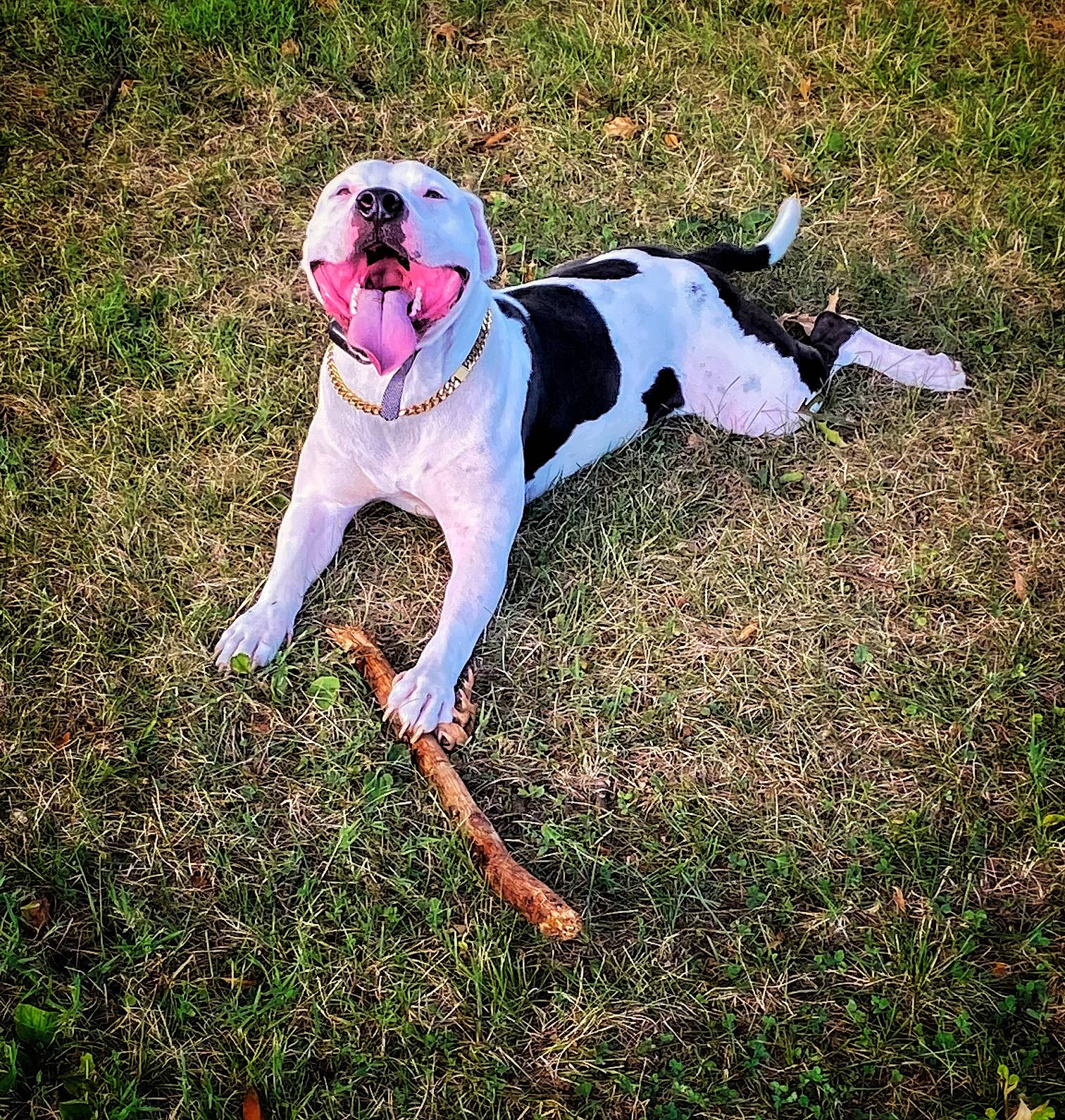 Grizz is registered to the contest to win money with this photo: canidae, carnivore, collar, companion_dog, dog, dog_breed, dog_clothes, dog_collar, dog_supply, eyewear, fashion_accessory, fawn, grass, happy, leash, pet_supply, plant, sporting_group, tail, working_animal