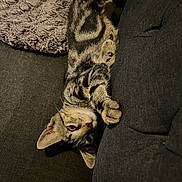 Prince participe au concours pour gagner de l'argent avec cette photo : animal, blanket, cat, couch, cozy, curious, cute, fur, furniture, indoor, kitten, mammal, paw, pet, relaxed, stretching, tabby, texture, whiskers, young