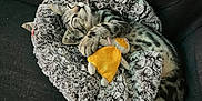 Prince participe au concours pour gagner de l'argent avec cette photo : animal, bed, cat, comfort, couch, cozy, cute, fluffy, fur, gray, indoor, kitten, paws, pet, plush_toy, relaxed, resting, sleeping, tabby, toy