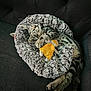 animal, bed, cat, comfort, couch, cozy, cute, fluffy, fur, gray, indoor, kitten, paws, pet, plush_toy, relaxed, resting, sleeping, tabby, toy